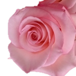 La Vie en Rose Rose Equateur Ethiflora